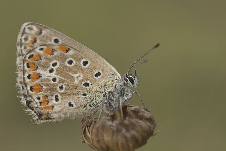 Polyommatus bellargus