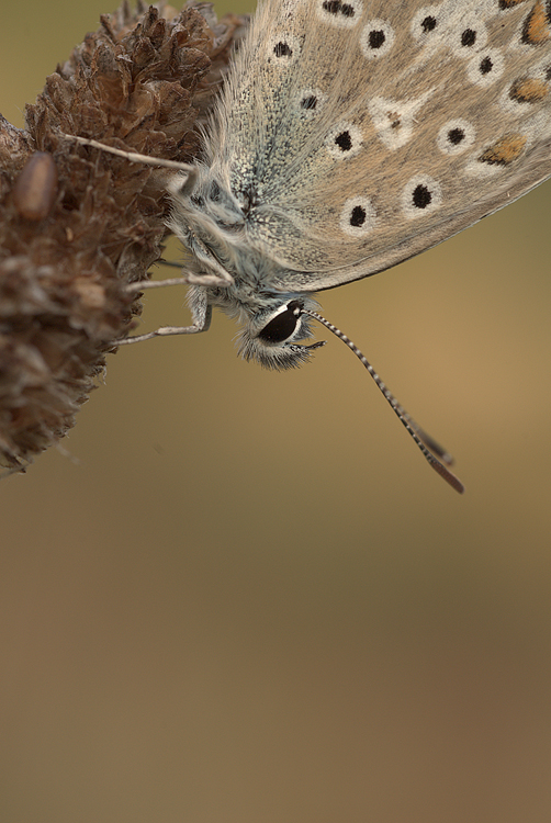 Polyommatus bellargus