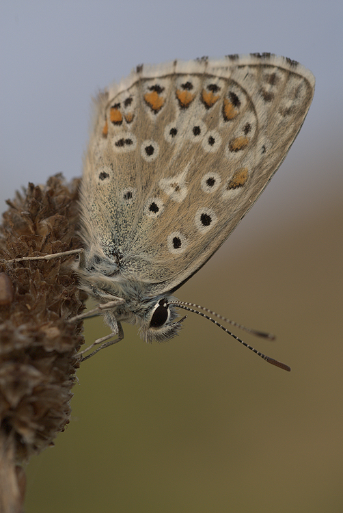 Polyommatus bellargus