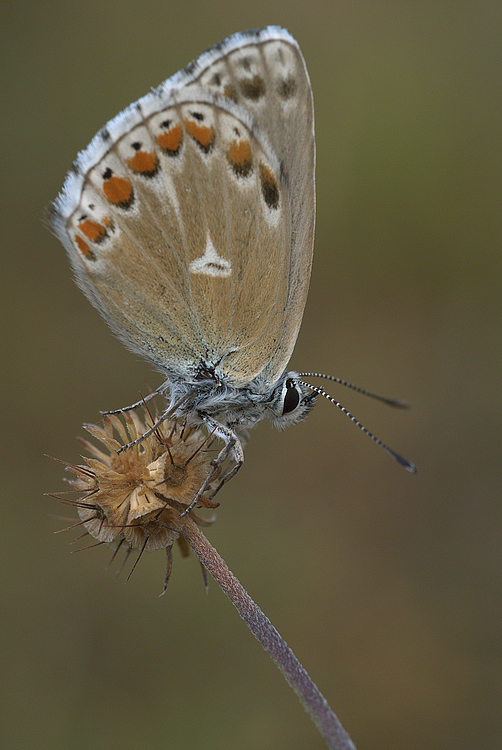 Polyommatus bellargus
