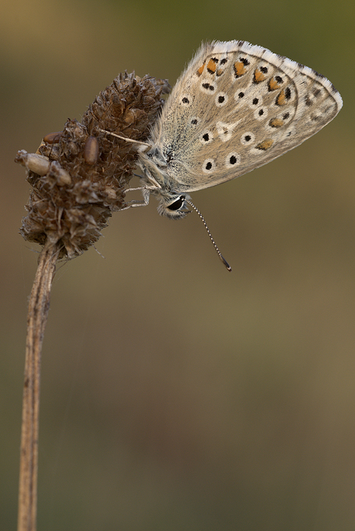 Polyommatus bellargus
