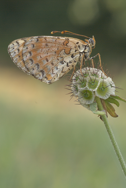 Melitaea didyma (?)