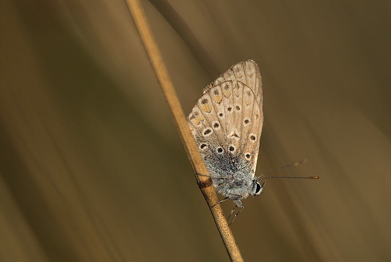 Lycenide