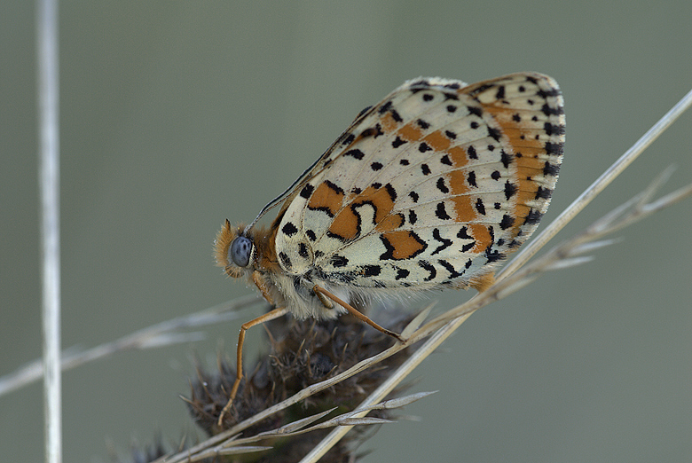 Melitaea didyma