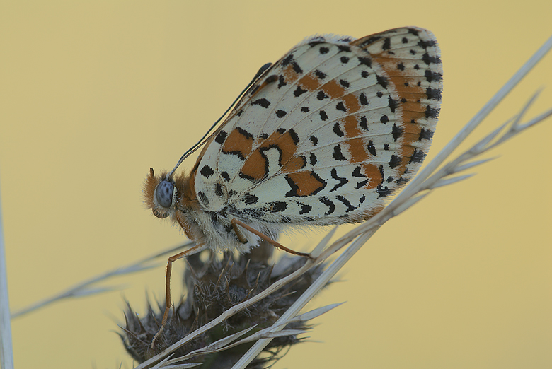 Melitaea didyma