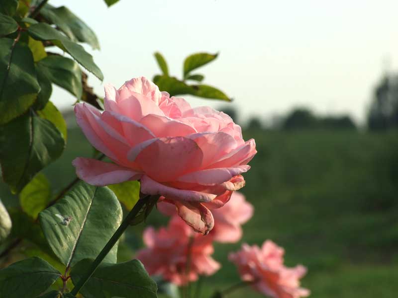 rosa