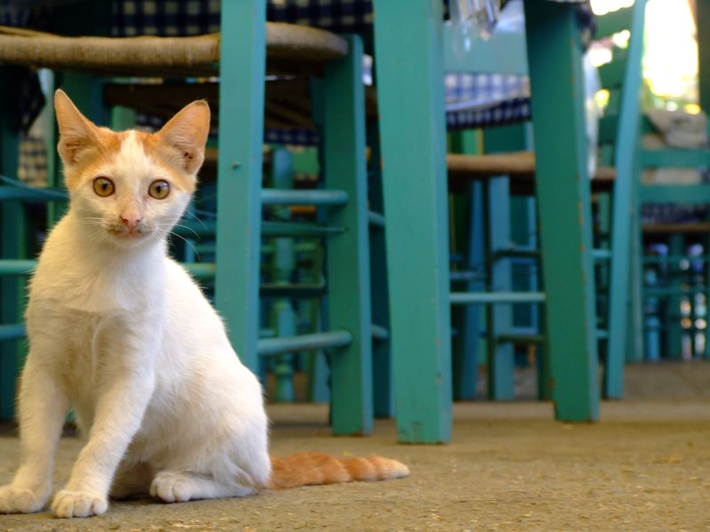 Gatto1