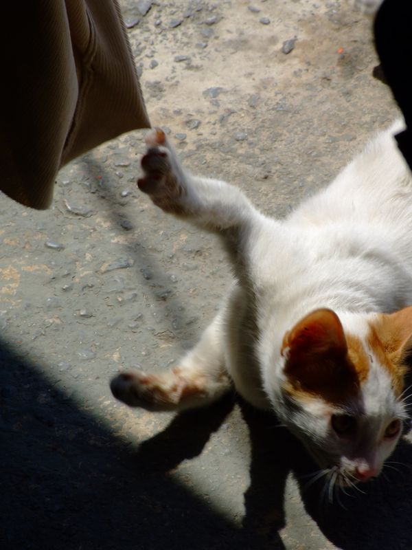 Gatto2