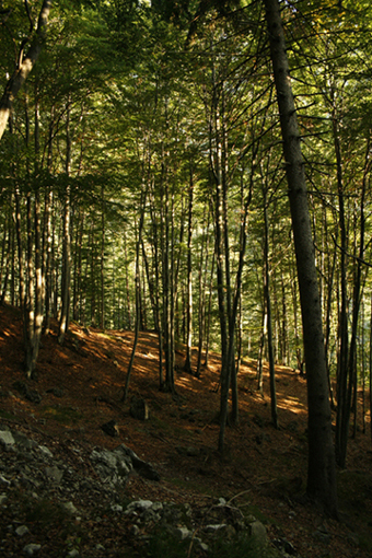 alberi1