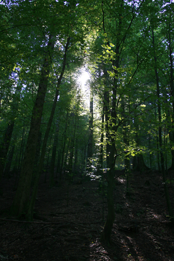 alberi 2