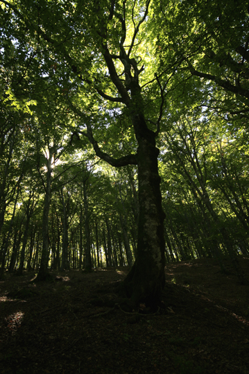 alberi3