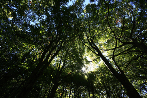 alberi5