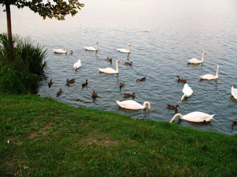 animali