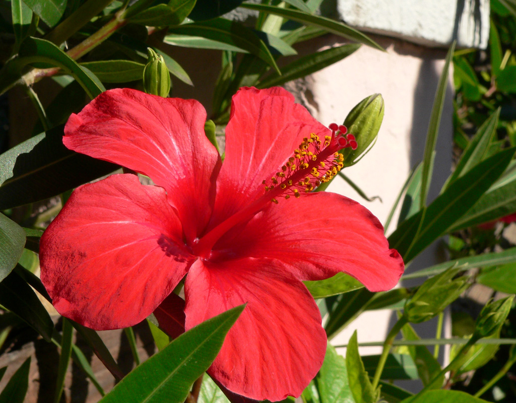 fiore di primavera