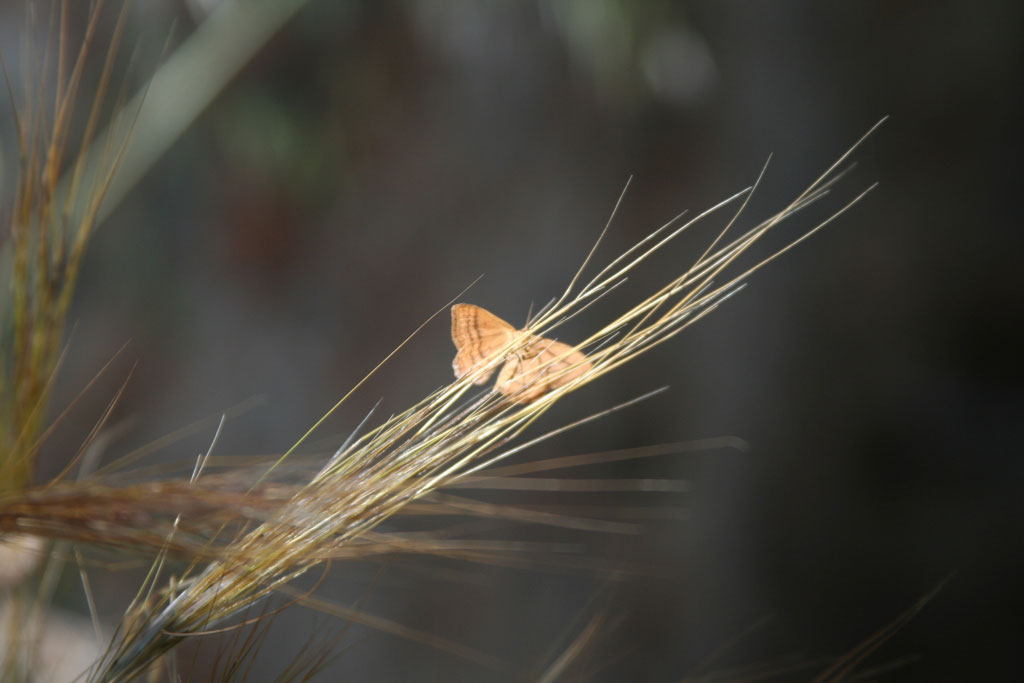 farfalla