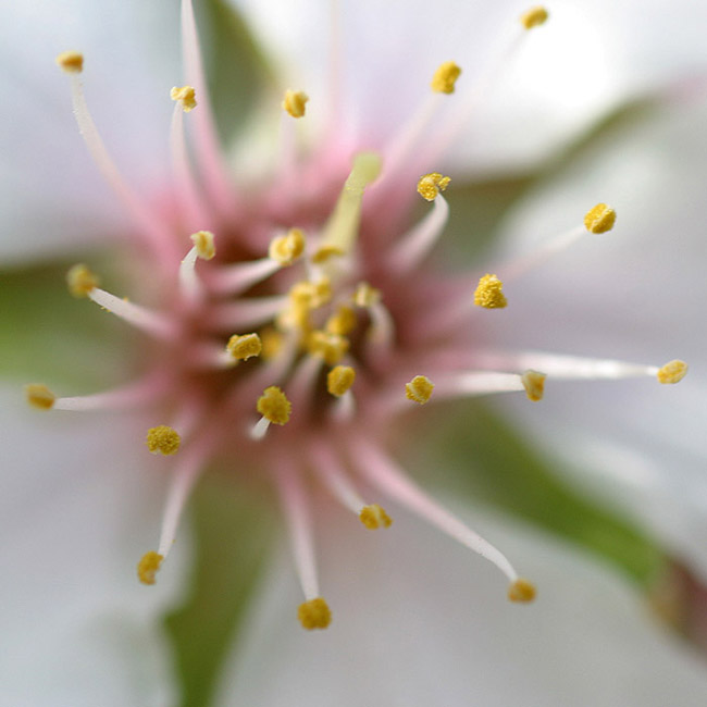 fiore di mandorlo