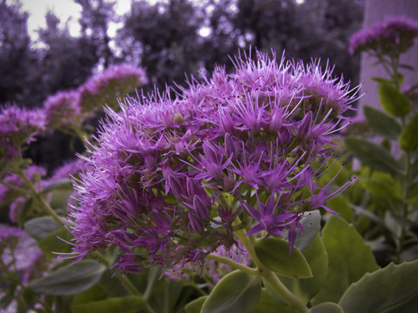 fuxia...e grigio