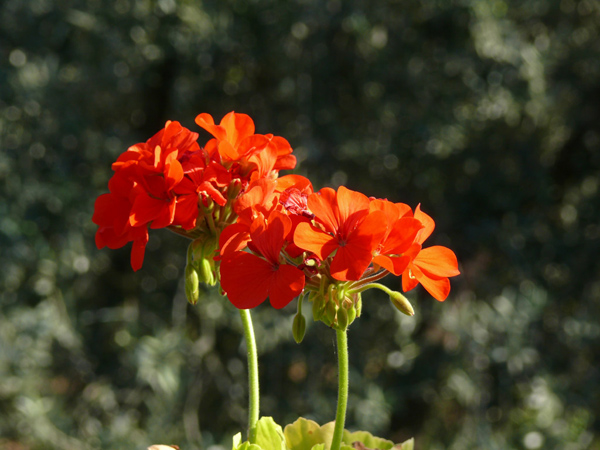 Geranei