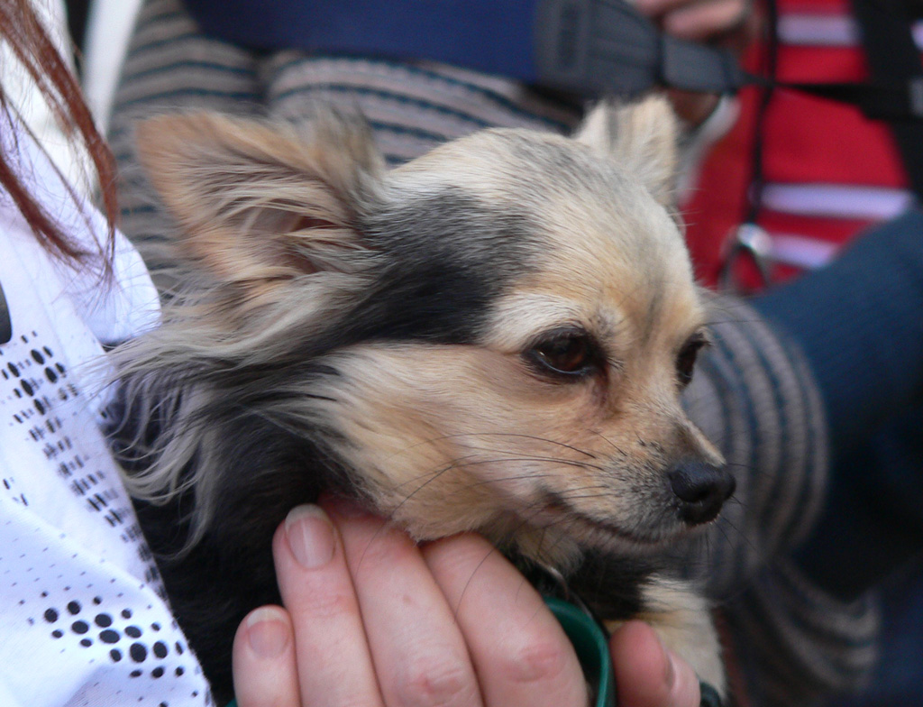 Cagnolino portatile