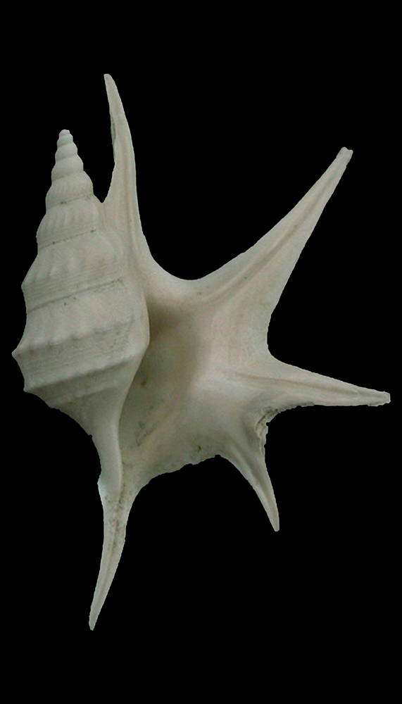 Pi di pellicano