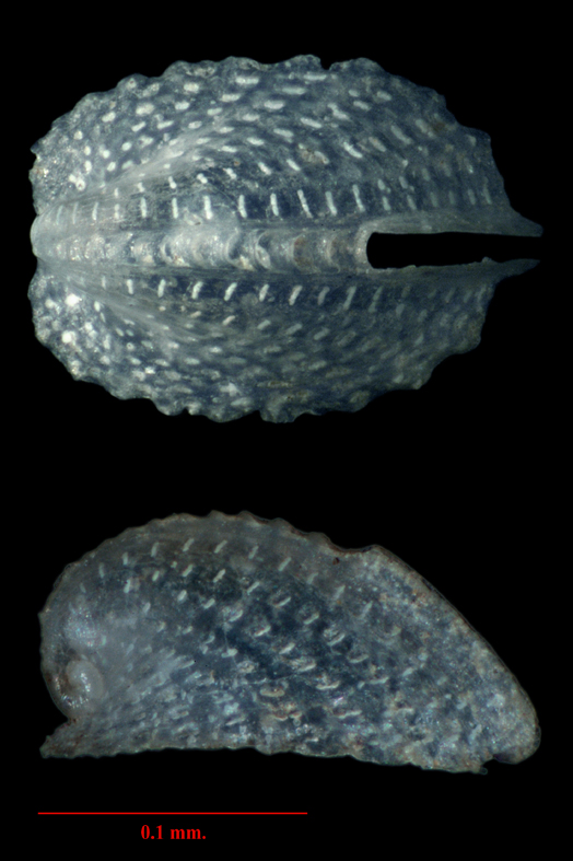 Emarginula sp.