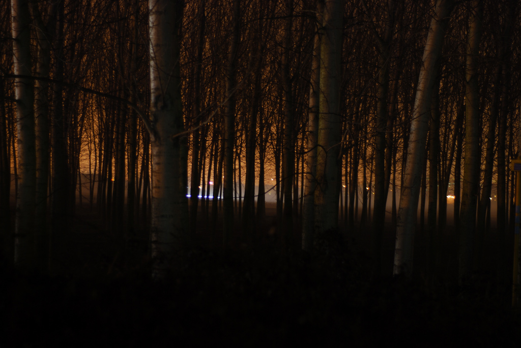 Alberi nella notte