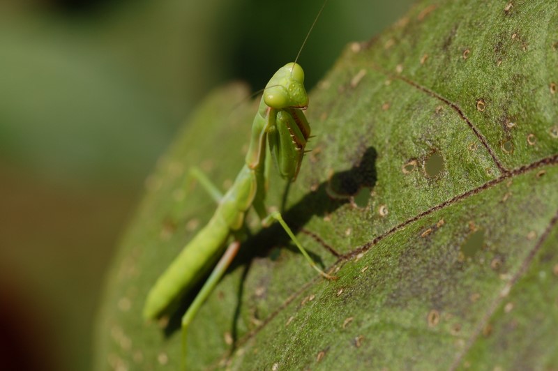 piccola mantide