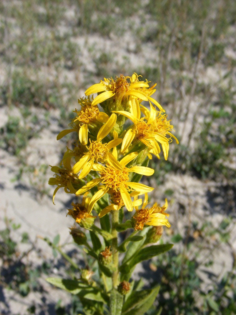 Fiore nell'argilla