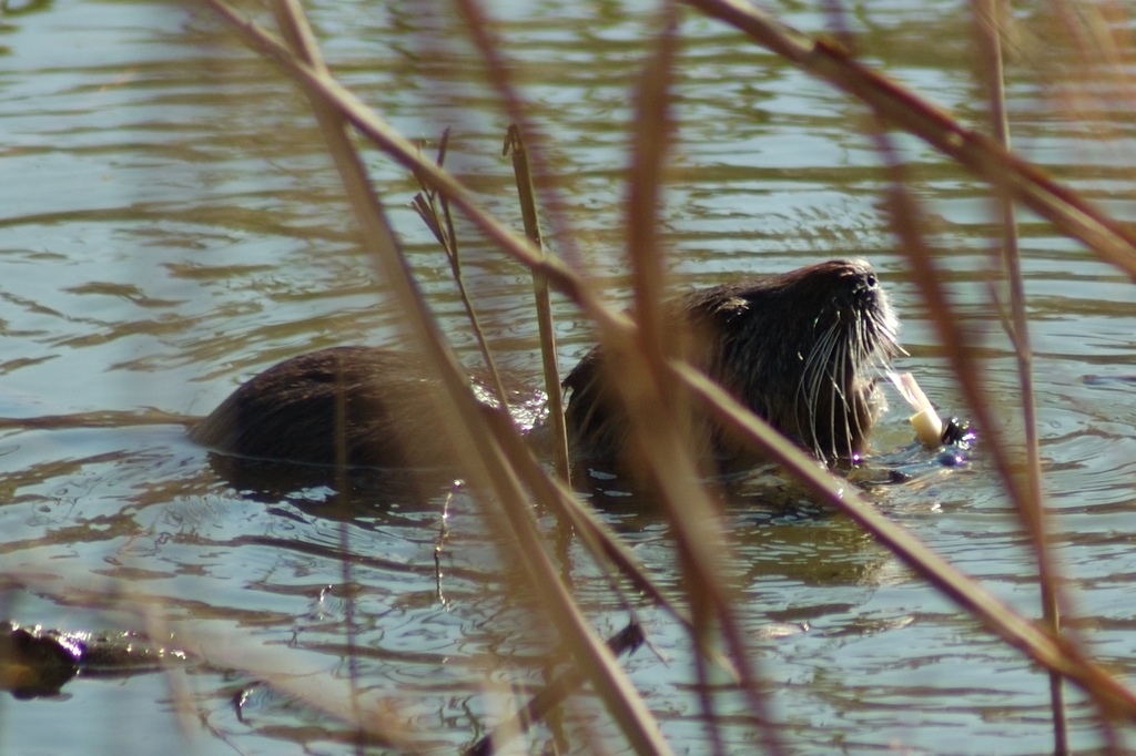 2005_03_18_Nutria_1.jpg