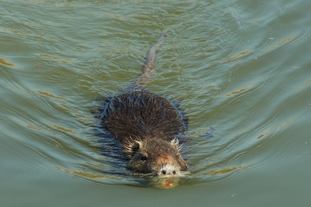 2005_03_18_Nutria_2.jpg