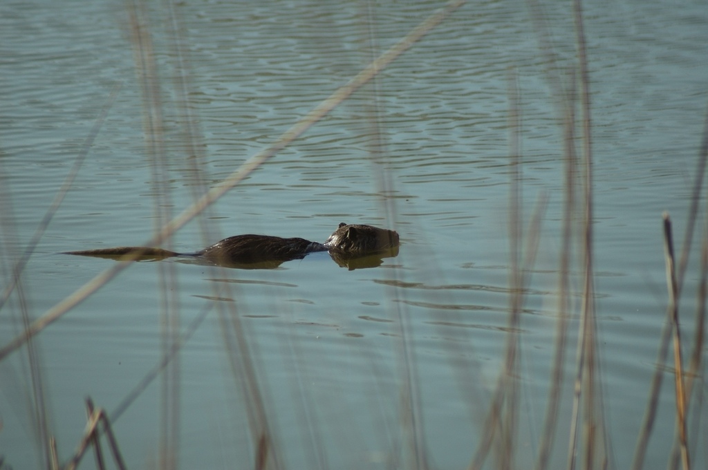 2005_03_18_Nutria_3.jpg
