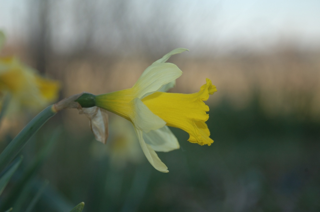 2005_03_18_Fiore_2.JPG