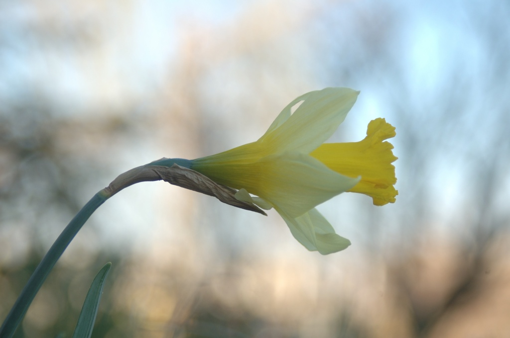 2005_03_18_Fiore_3.JPG