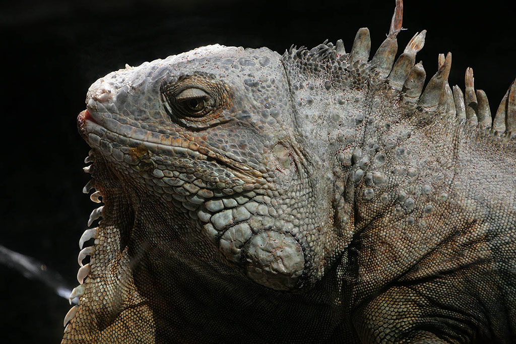 Iguana