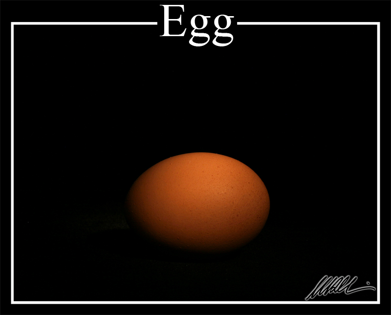 egg