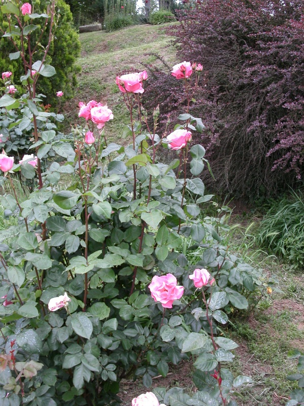 rose 2