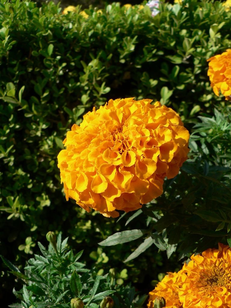 Fiore2