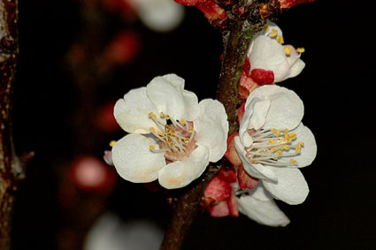Apricot