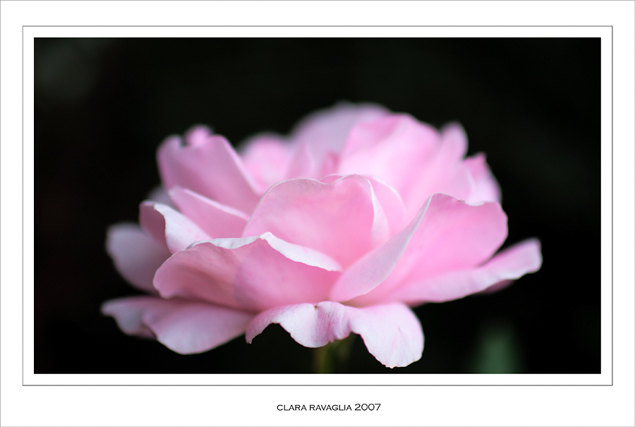 Nuvola rosa.........