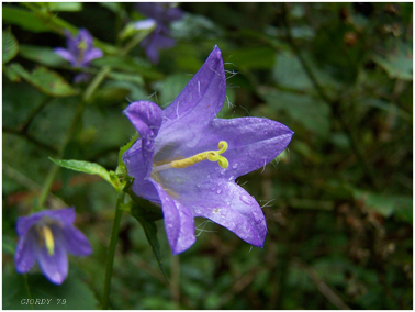Fiore viola