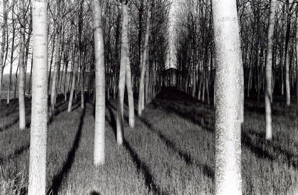 La casa nel bosco