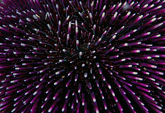 Fuoco d'artificio