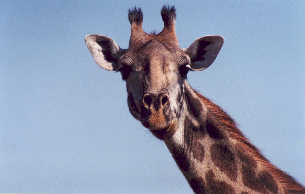 giraffa