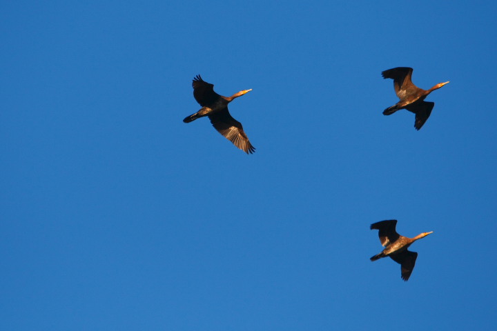 cormorani in volo