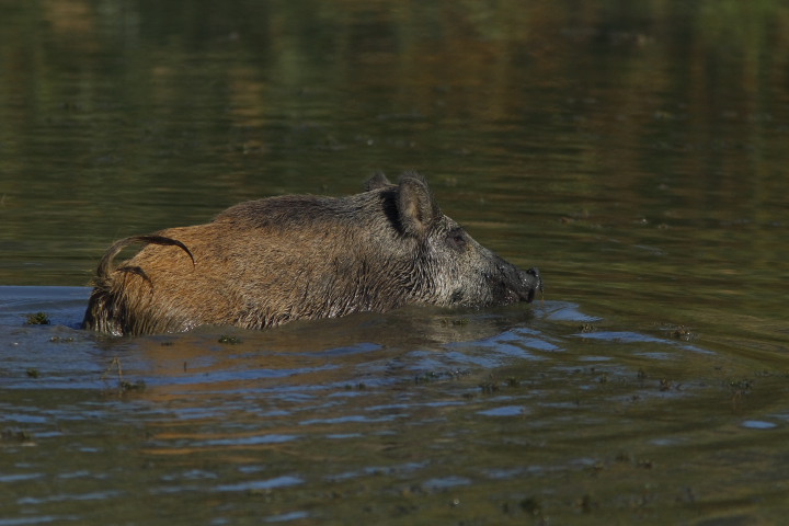 cinghiale