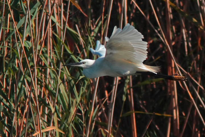 egratta in volo