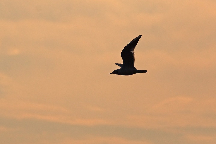silhouette gabbiano