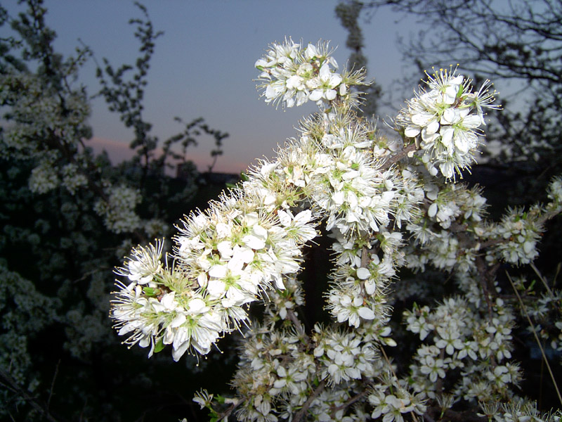 piantina