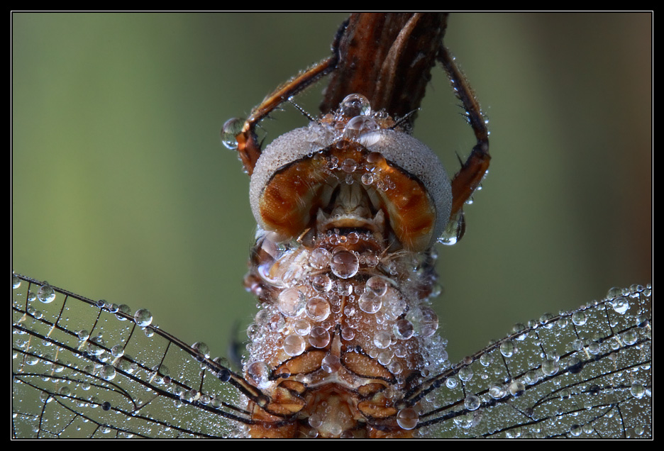 Libellula