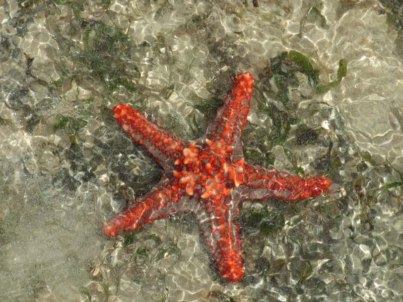 stella e alghe
